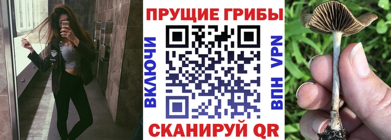 мориарти как зайти  Кулебаки  Псилоцибиновые грибы Magic Shrooms 